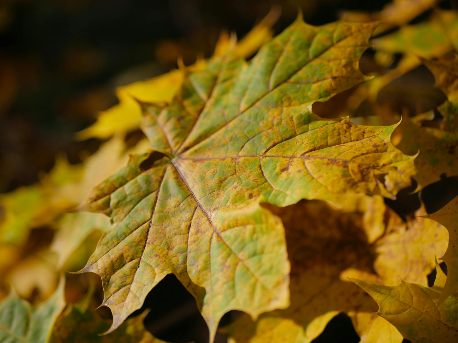 Golden autumn leaves in a Dublin park