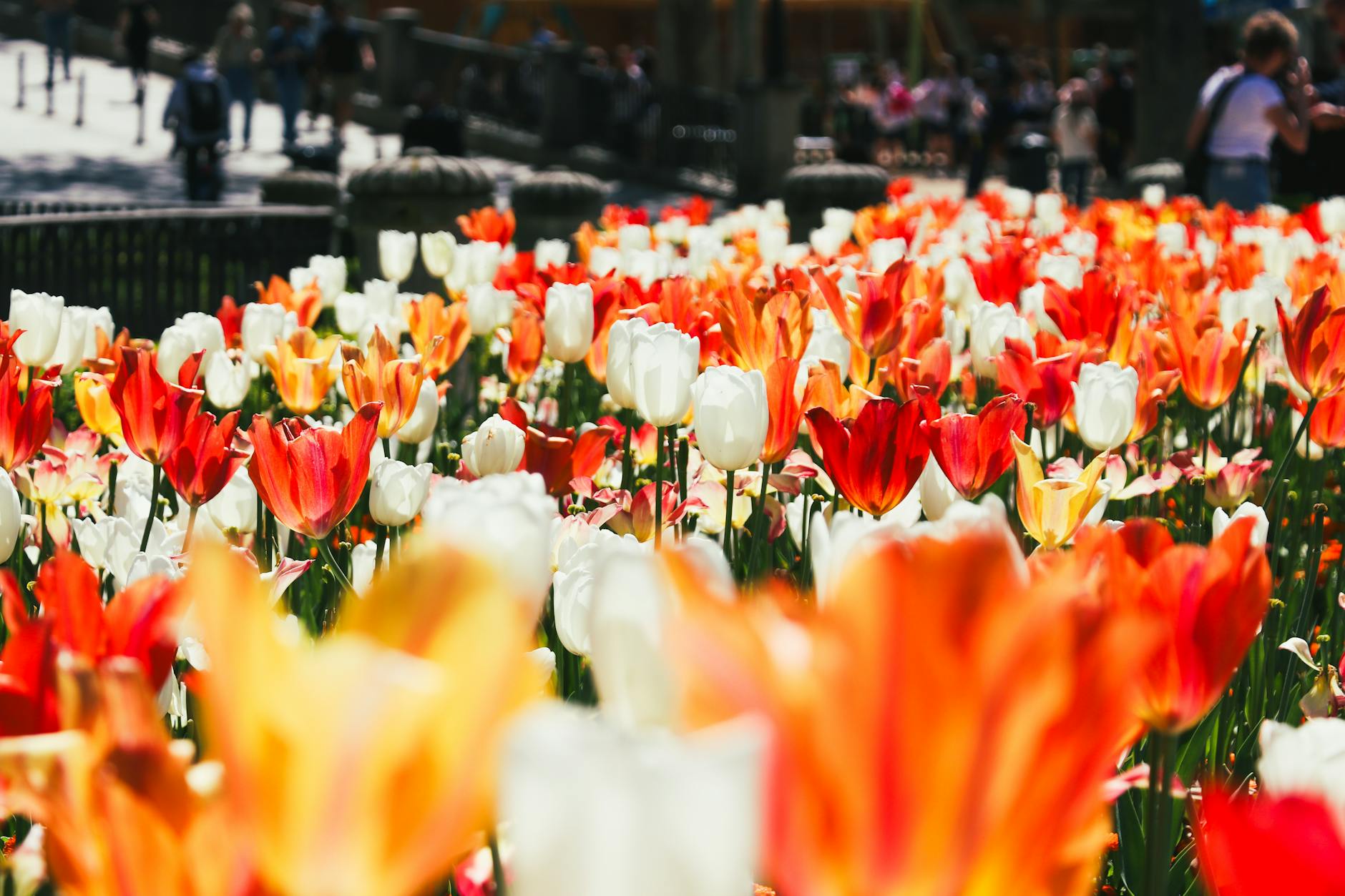 Spring flowers blooming in a Dublin park