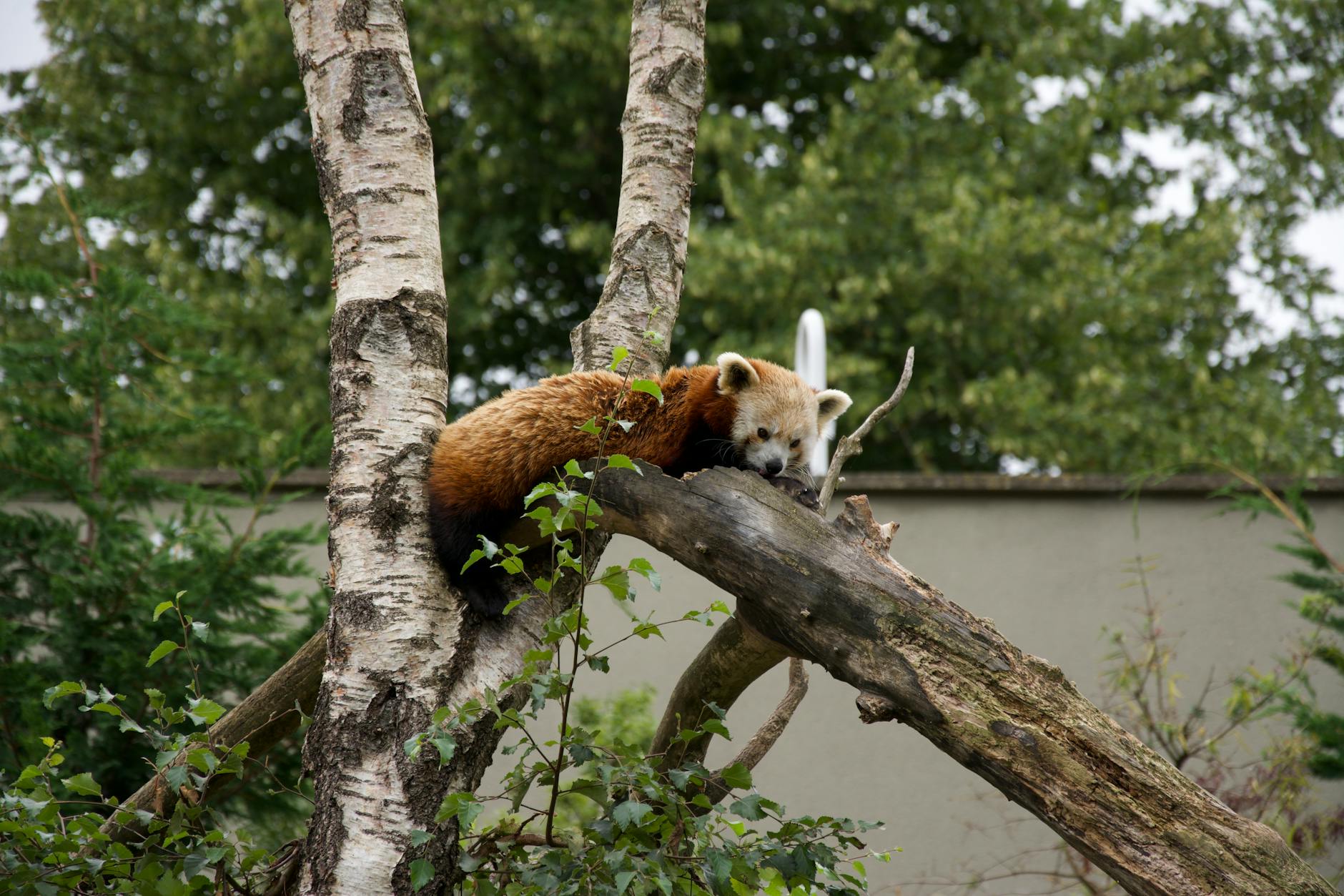 Children at Dublin Zoo