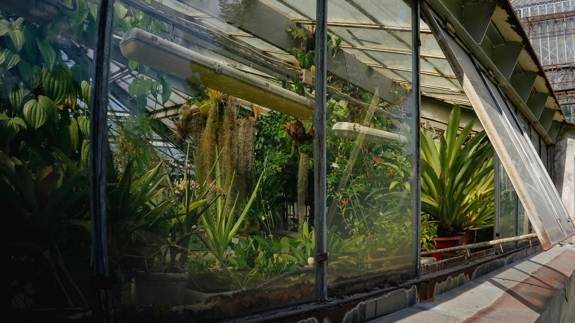 Glasshouses at the National Botanic Gardens in Dublin