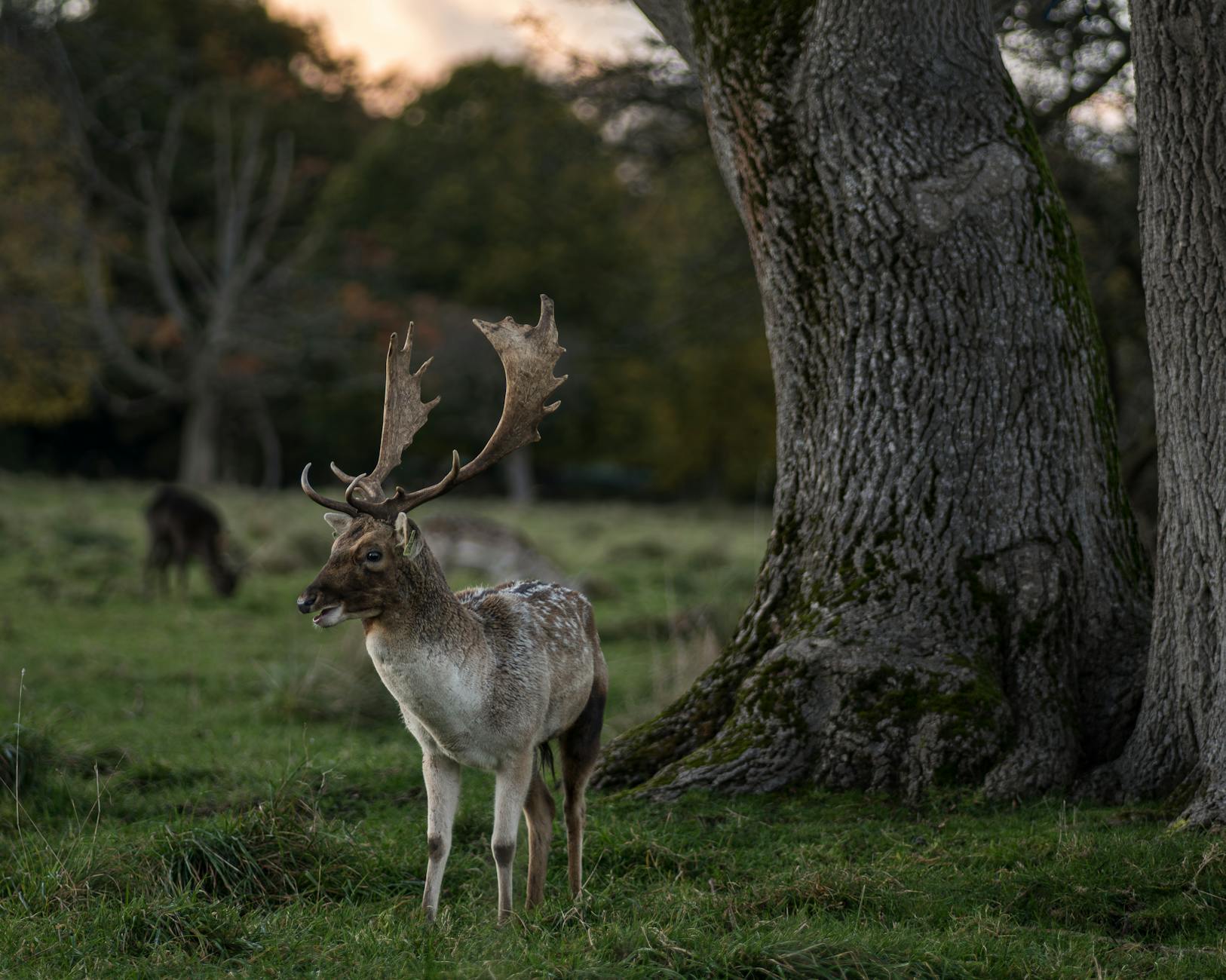Phoenix Park Dublin with wild deer roaming in Europe's largest enclosed city park