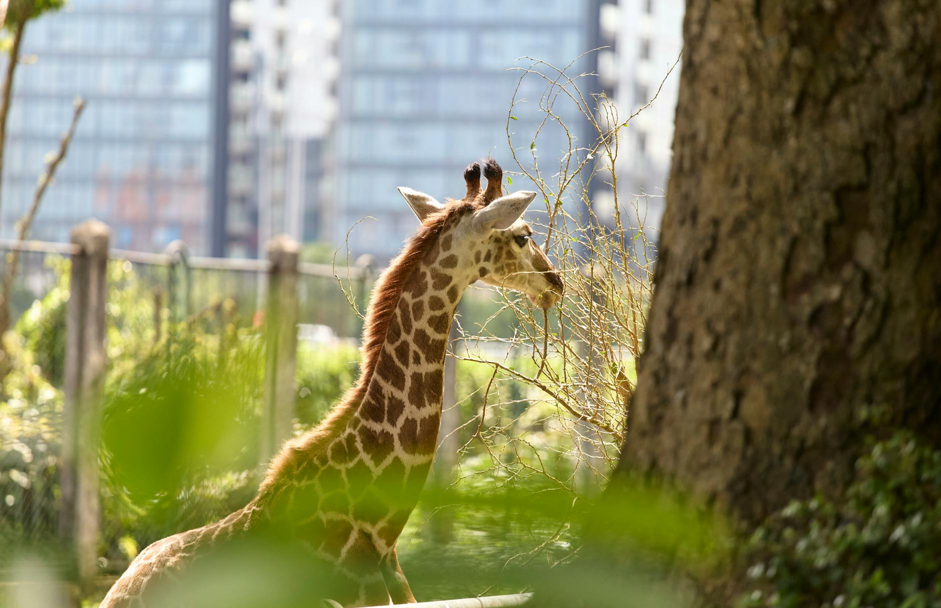 Dublin Zoo family attraction