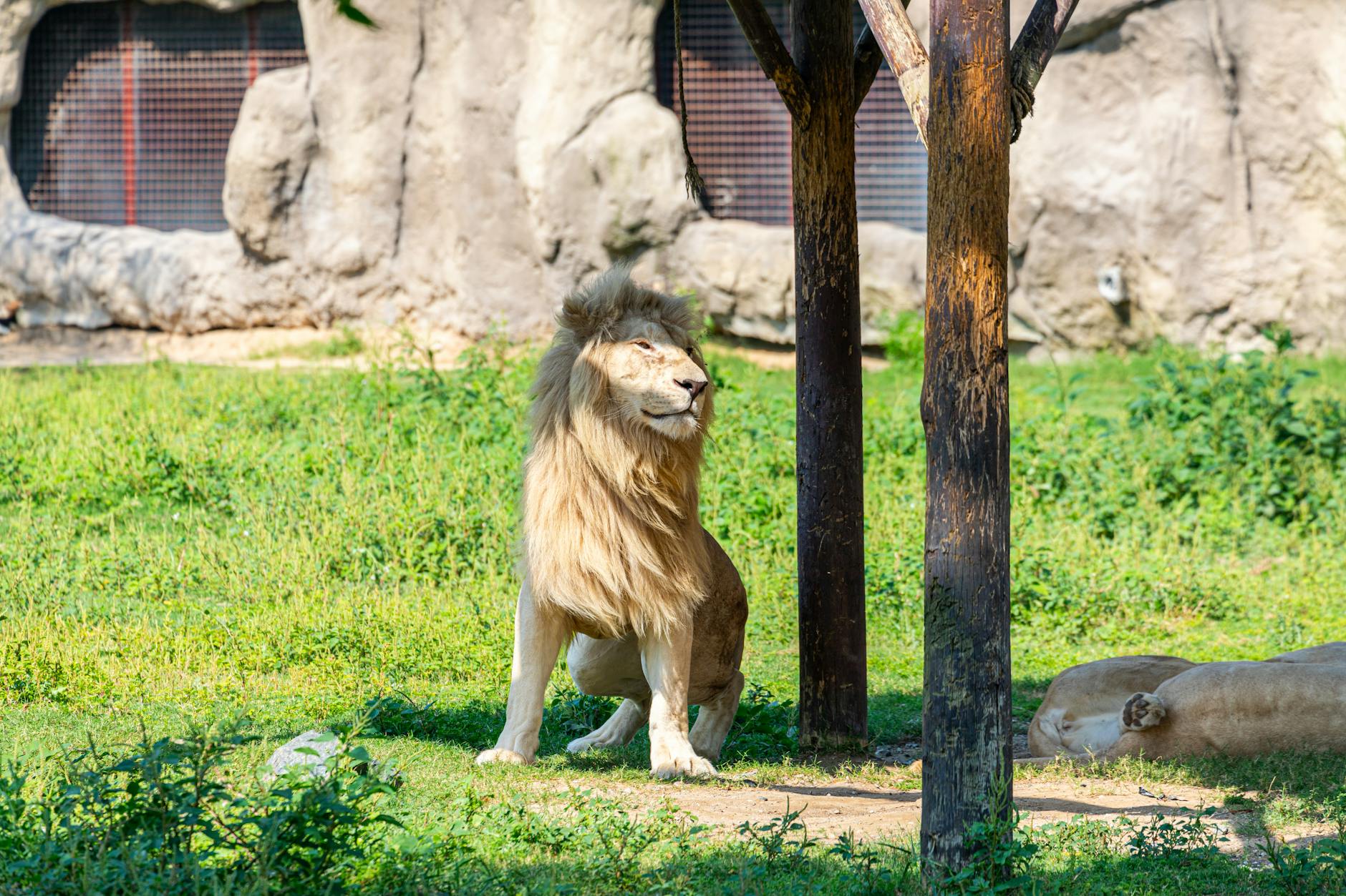 Lions at Dublin Zoo
