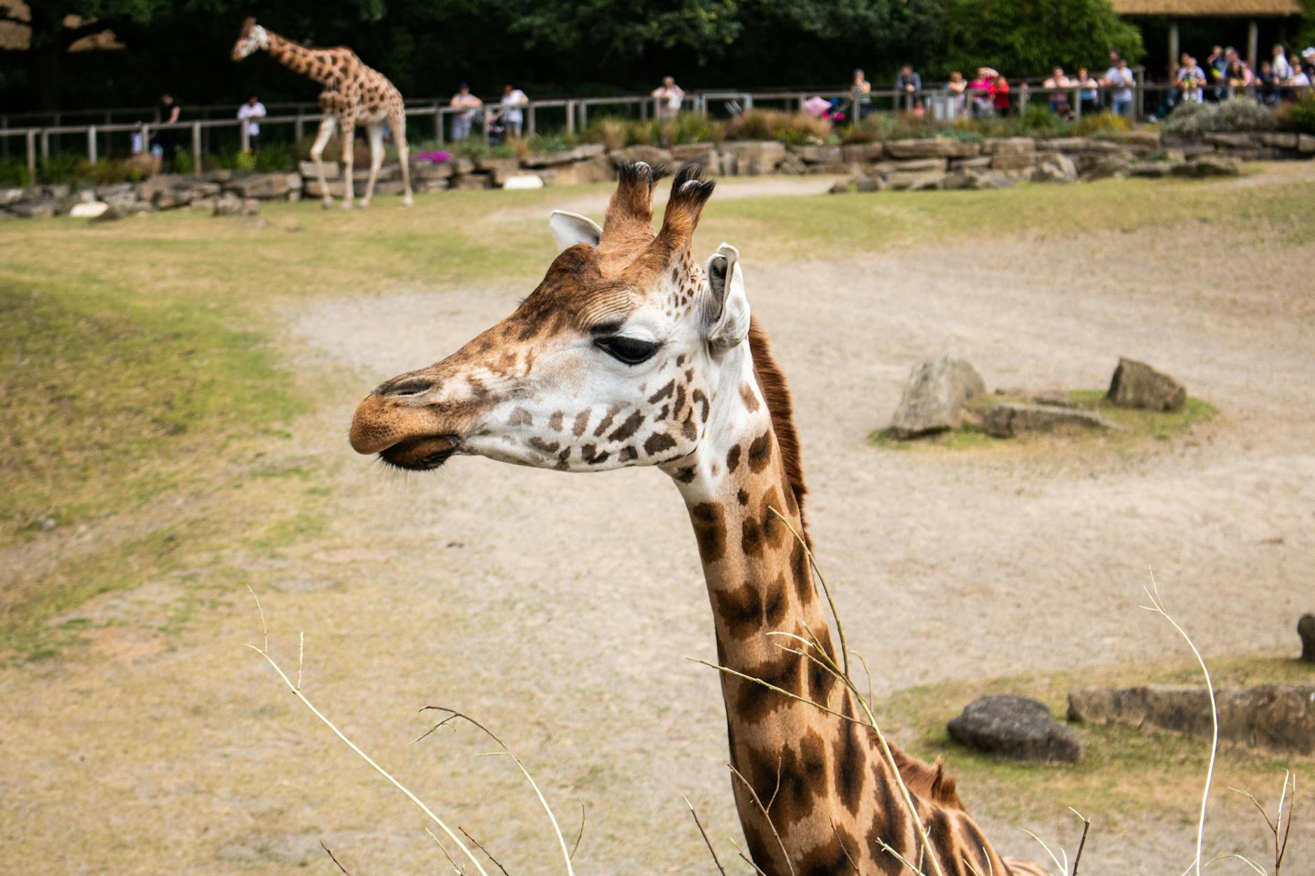Giraffes at Dublin Zoo African Savanna