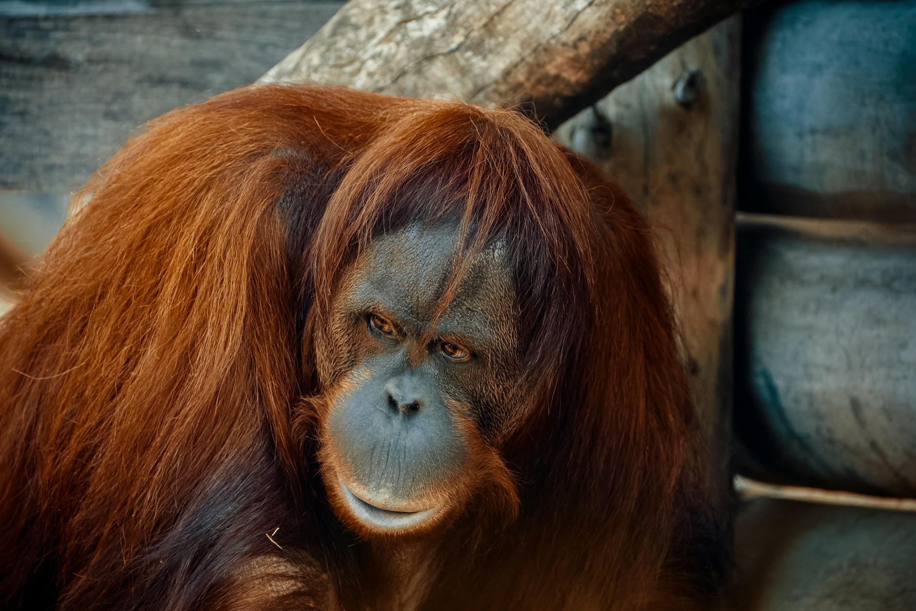Orangutans at Dublin Zoo Asian Forest