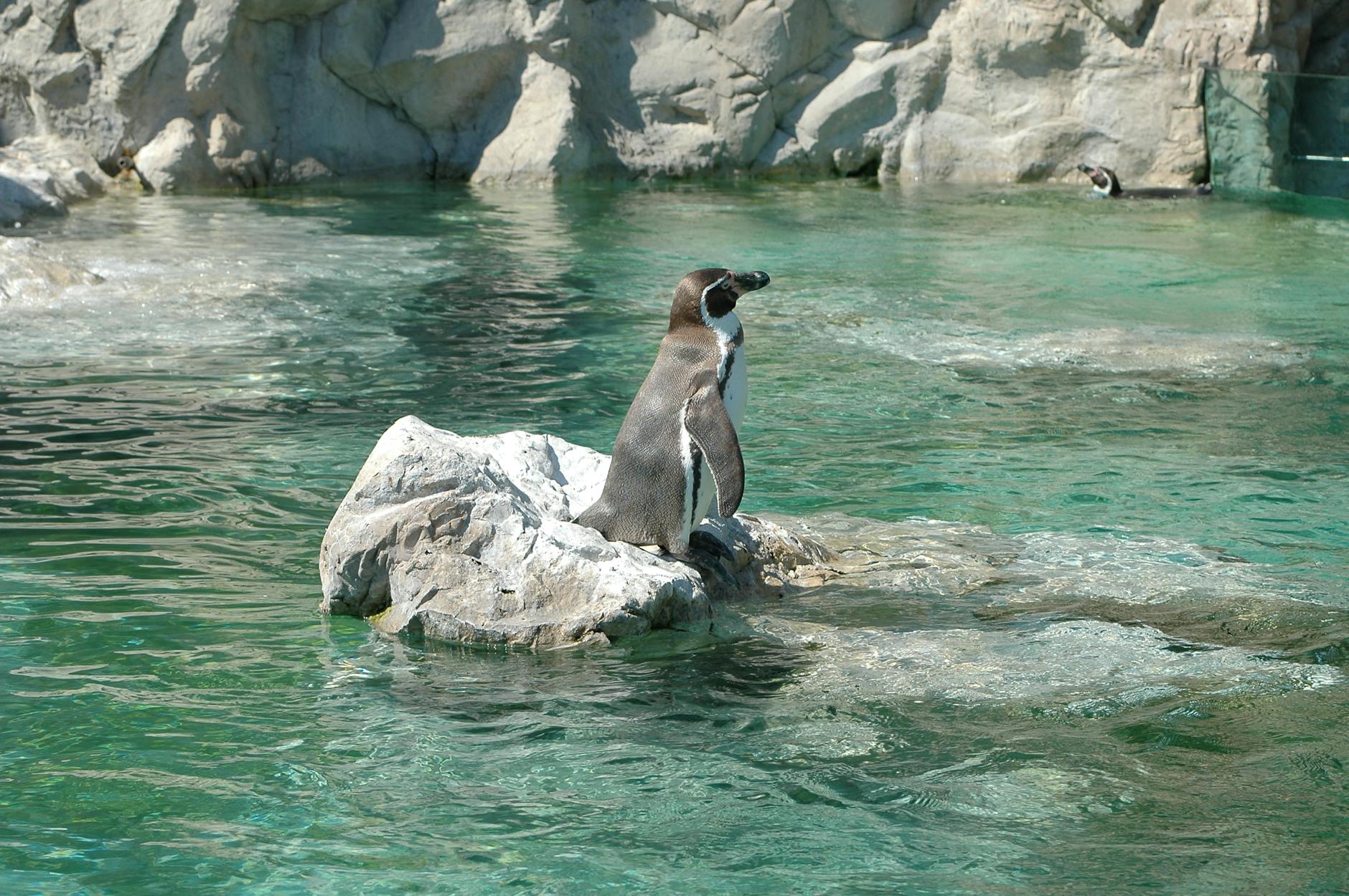Penguins at Dublin Zoo