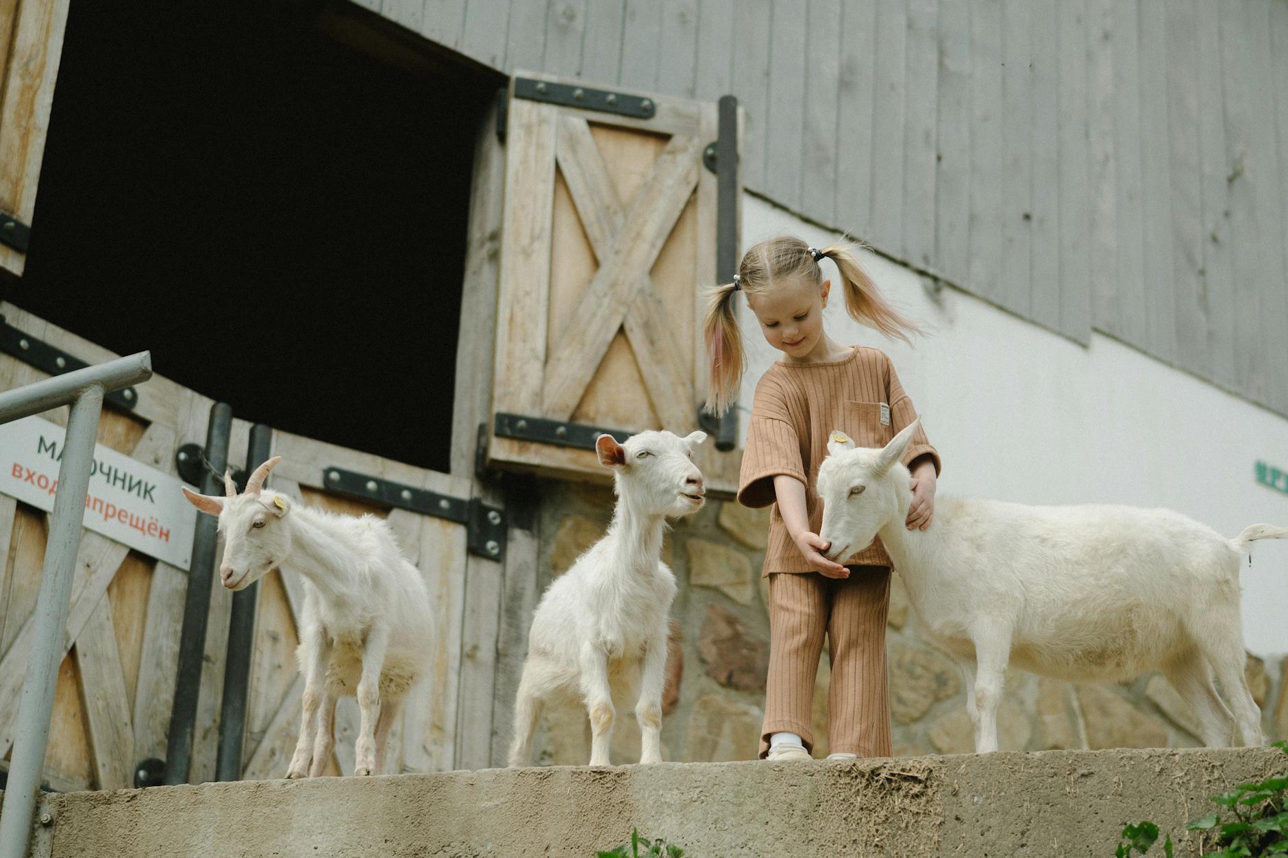 Family Farm at Dublin Zoo