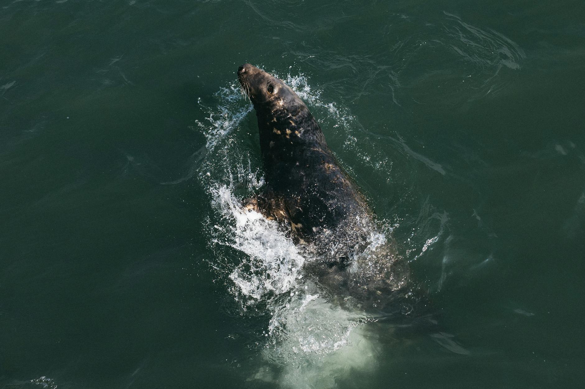 Howth harbour seals