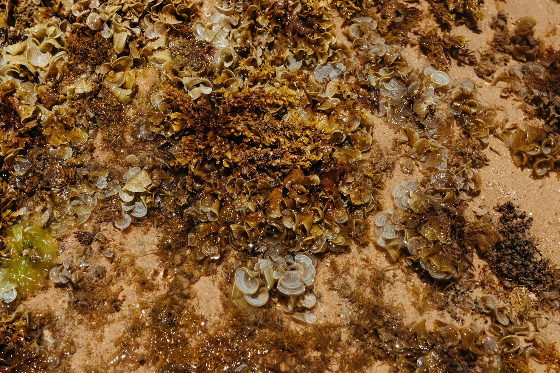 Irish seaweed bath wellness