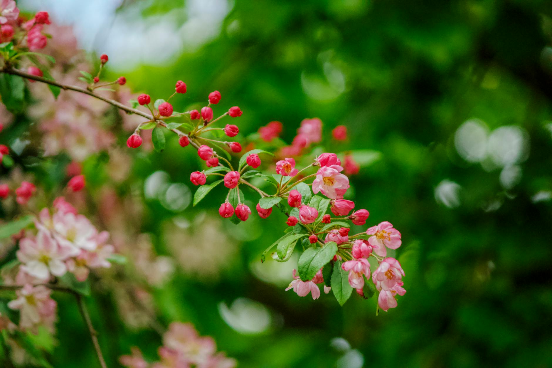 The Upper Yard in spring with blossoms