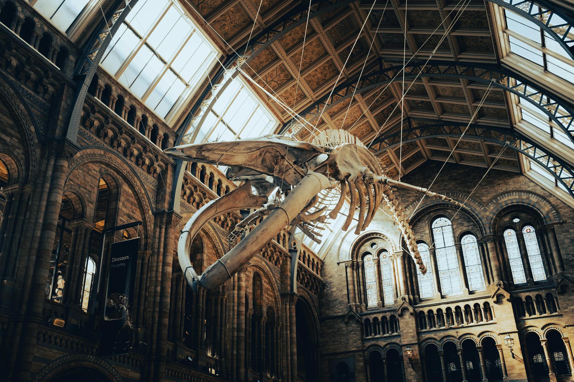 Dublin's Natural History Museum the Dead Zoo Victorian halls