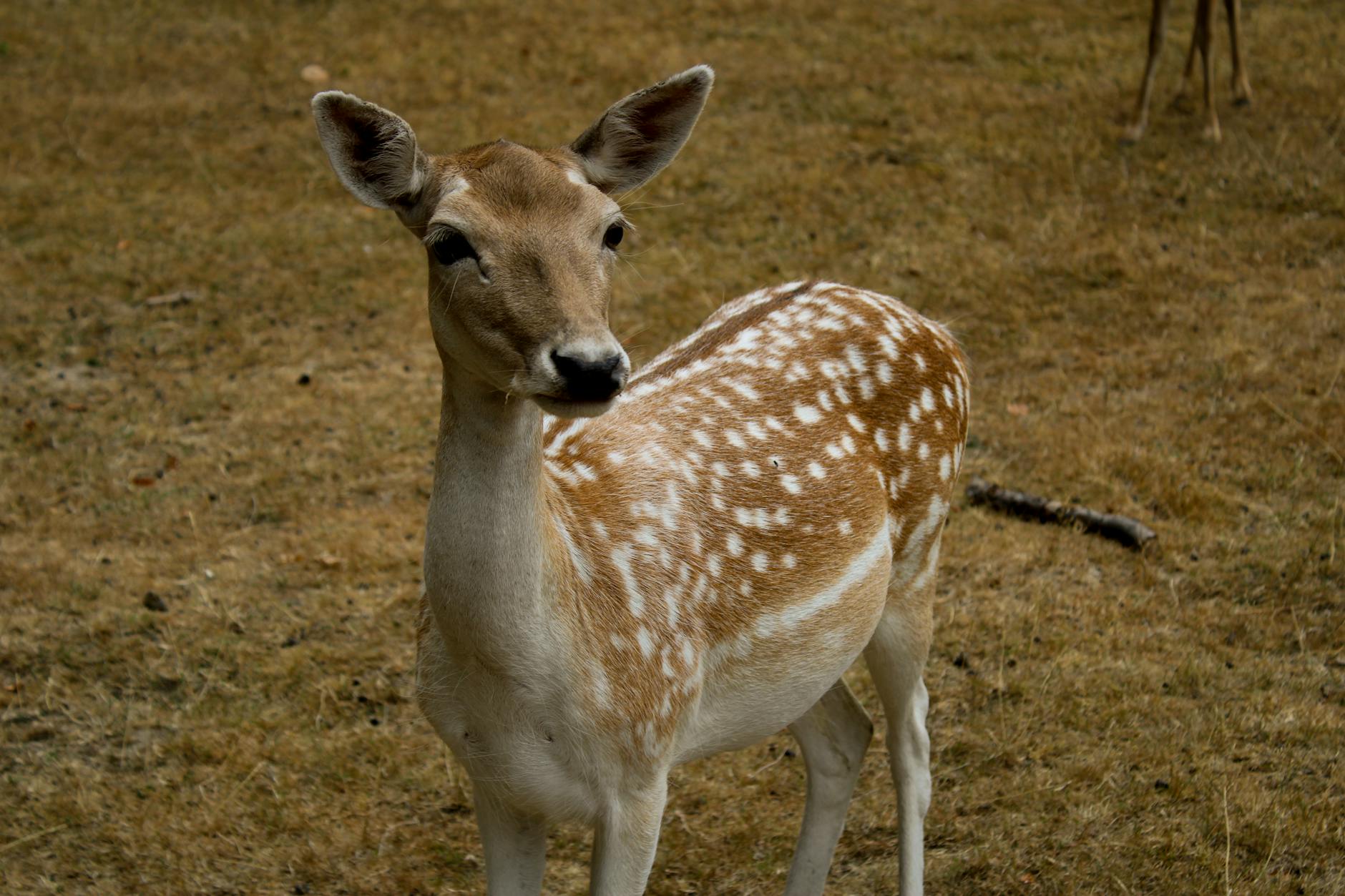 Wild fallow deer have lived in Phoenix Park since 1662