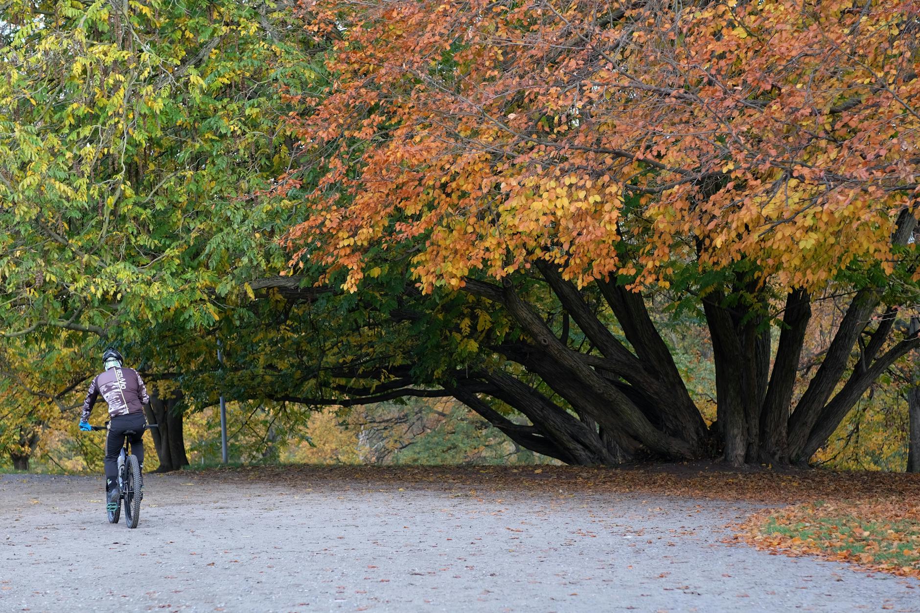 Phoenix Park's network of paths and cycle routes