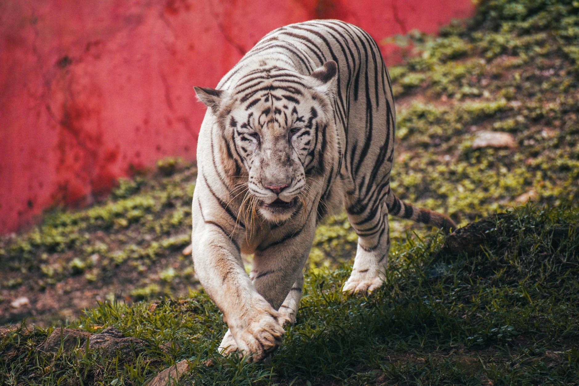 Dublin Zoo is the fourth-oldest zoo in the world