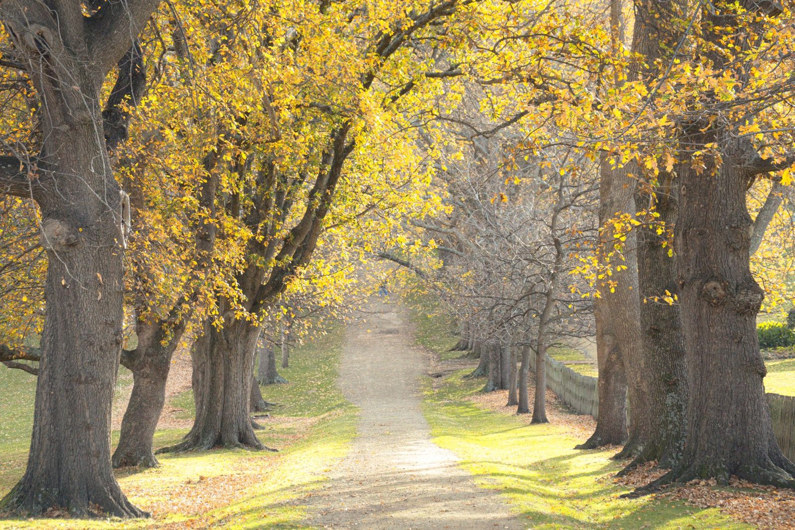 Golden autumn leaves along a tree-lined Dublin park path in early November