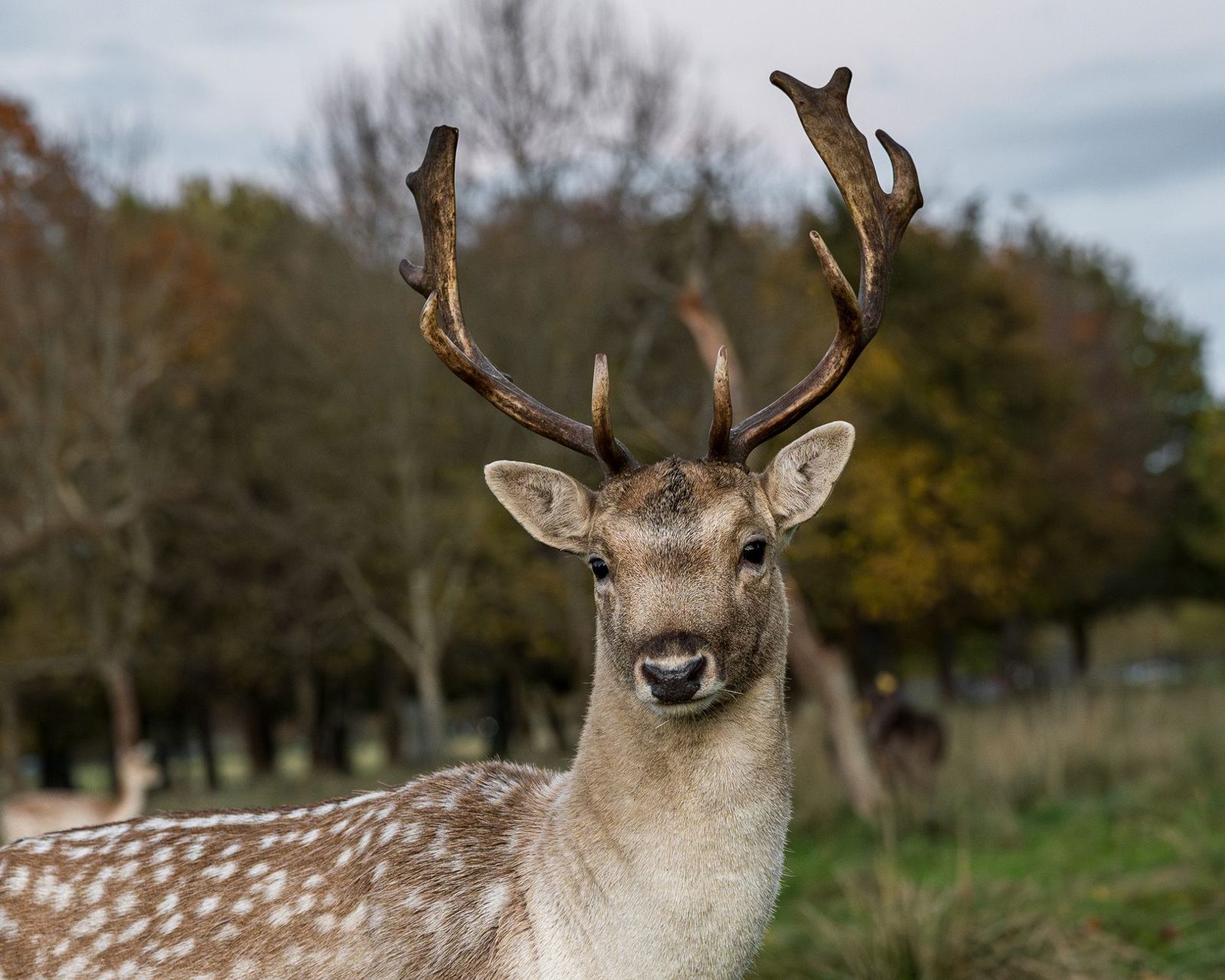 Fallow deer stag among bare autumn trees in Phoenix Park Dublin in November