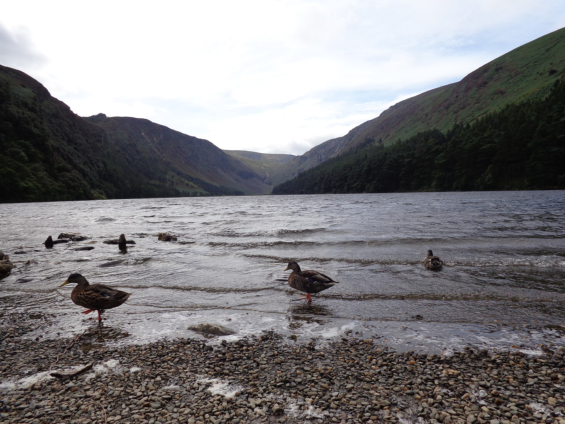 Ducks gather along the pebbly shore of Glendalough's Upper Lake, with steep wooded slopes enclosing the water.