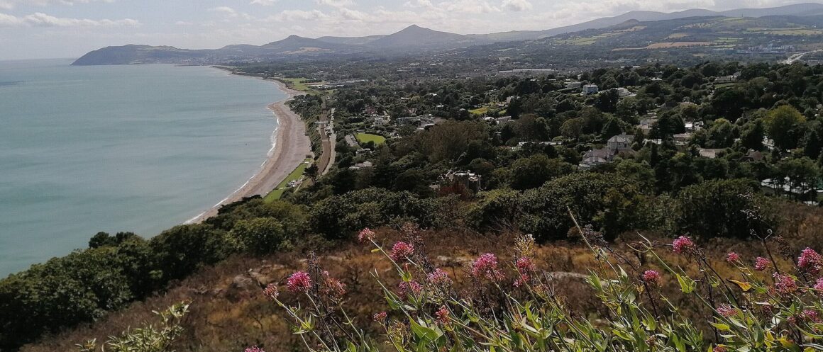 Killiney Bay curves below Killiney Hill, with flowers in the foreground and Bray Head on the distant coast.